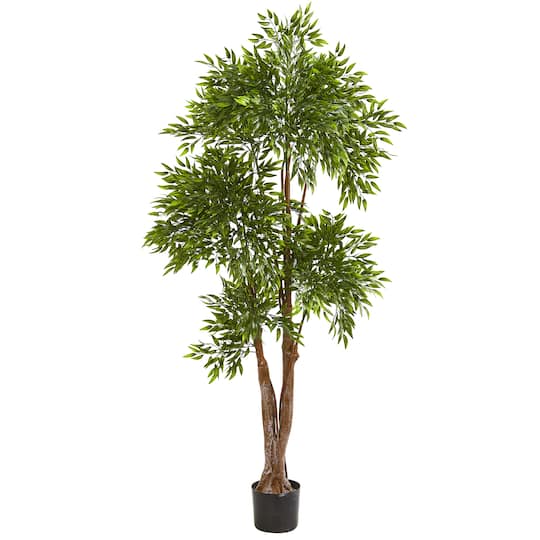 6ft. Potted Ruscus Tree
